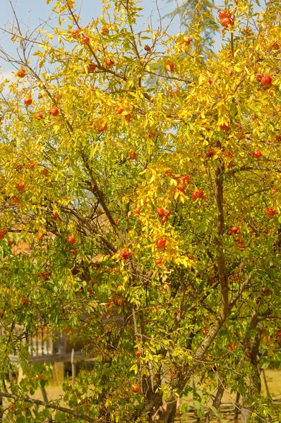 Granatapfelfrüchte — Stockfoto