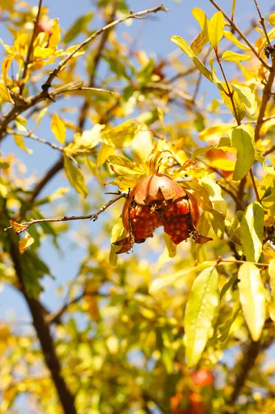 Frutti di melograno — Foto Stock