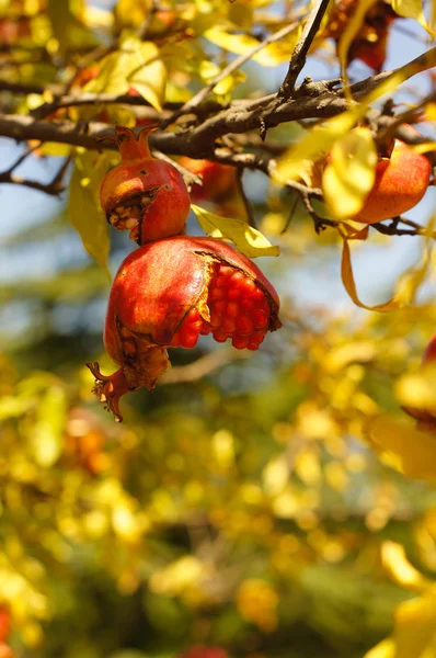 Frutti di melograno — Foto Stock