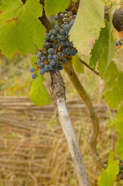 Closeup of bunch of red grape in the vinyard — Stock Photo, Image