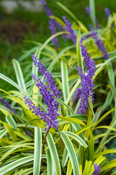 Lavander flowers — Stock Photo, Image