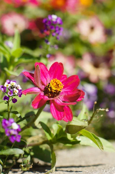 Autumn flowers — Stock Photo, Image