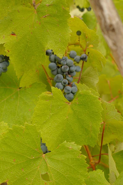 Closeup of bunch of red grape in the vinyard — Stock Photo, Image