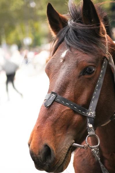 Portrait of a horse — Stock Photo, Image