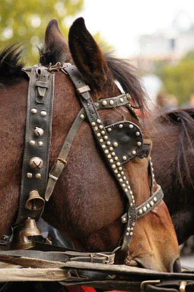 Portrait of a horse — Stock Photo, Image