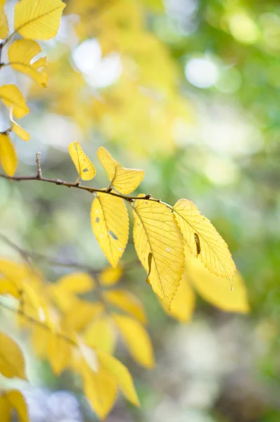 Autumn time — Stock Photo, Image