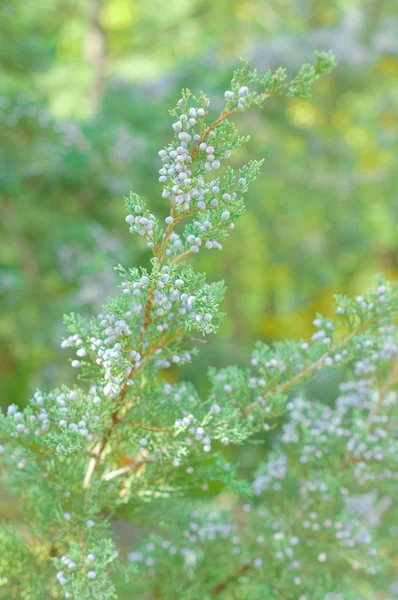 Европейская лиственница (larix decidua) — стоковое фото