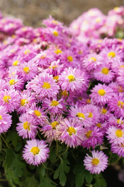 Autumn garden flowers — Stock Photo, Image