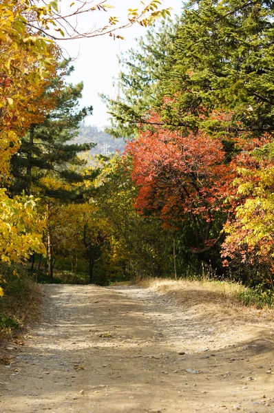 Herfst park — Stockfoto