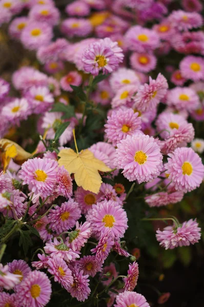 Autumn garden flowers — Stock Photo, Image