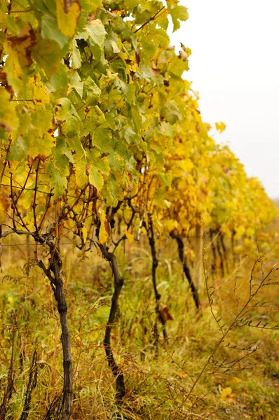 Посадка винограда осенью — стоковое фото