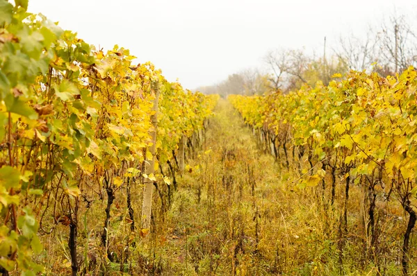 Посадка винограда осенью — стоковое фото