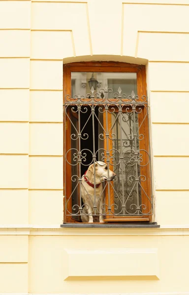 Perro en una ventana — Foto de Stock