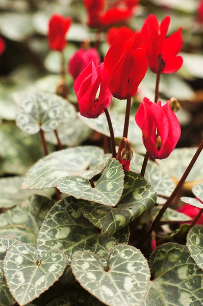 Kırmızı Siklamen çiçekler — Stok fotoğraf
