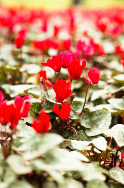 Red cyclamen flowers — Stock Photo, Image