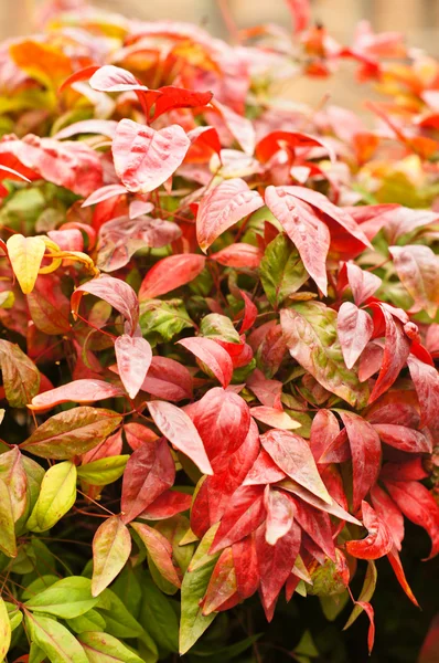 灌木上的红叶 — 图库照片