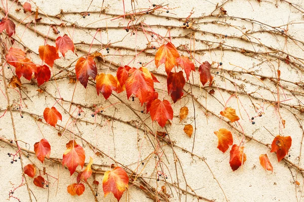 Podzimní čas: divoká hroznů v zahradě — Stock fotografie