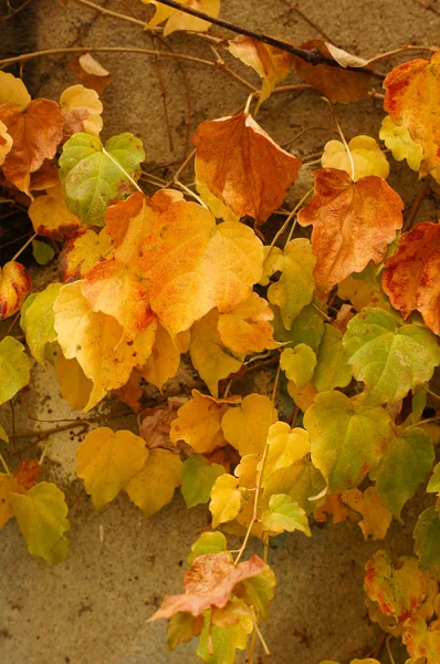 Herbstzeit: Wilde Trauben im Garten — Stockfoto