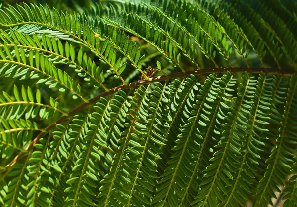 Hojas de árbol de Mimosa como fondo —  Fotos de Stock