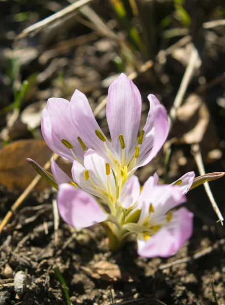 Winterblume — Stockfoto