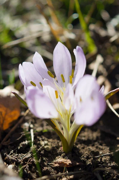 Fiore invernale — Foto Stock