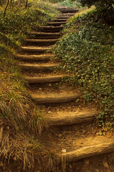 Stepway dans la forêt — Photo