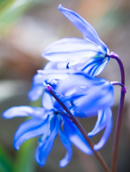 Eerste Lentebloemen in het forest — Stockfoto