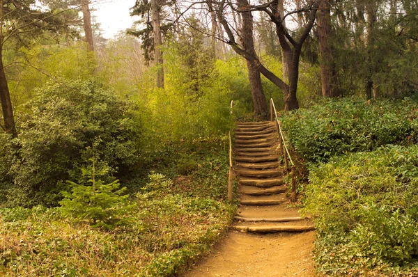 Stepway w lesie — Zdjęcie stockowe