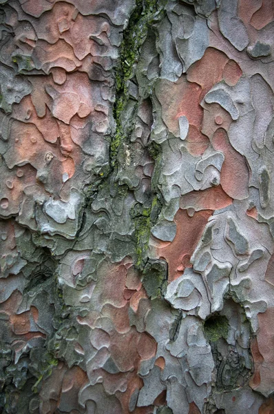 Wooden background — Stock Photo, Image