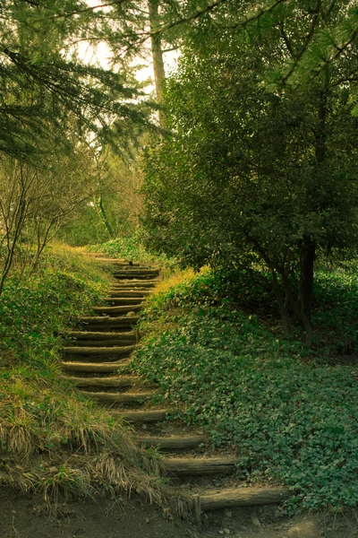 Langkah di hutan. — Stok Foto
