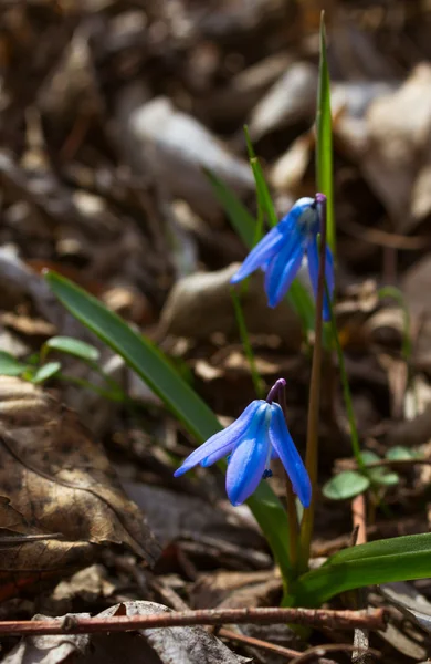 在森林里的第一个春天的花朵 — 图库照片