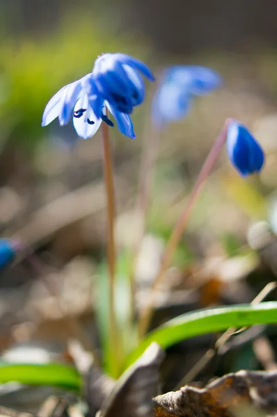 Eerste Lentebloemen in het forest — Stockfoto