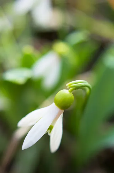 Erste Frühlingsblumen im Wald — Stockfoto