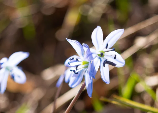 Перші весняні квіти в лісі — стокове фото