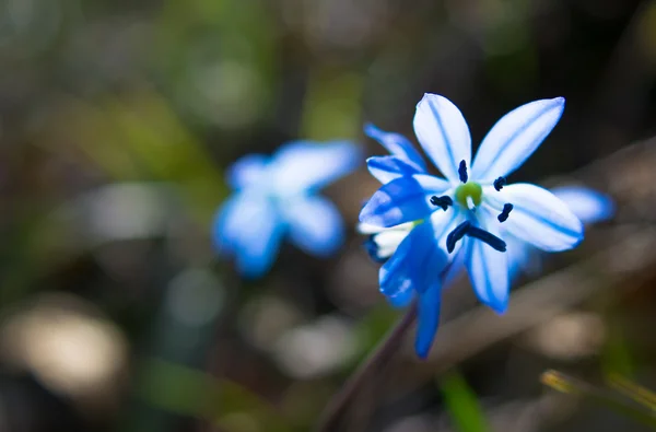 Första vårblommor i skogen — Stockfoto