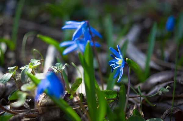 Första vårblommor i skogen — Stockfoto