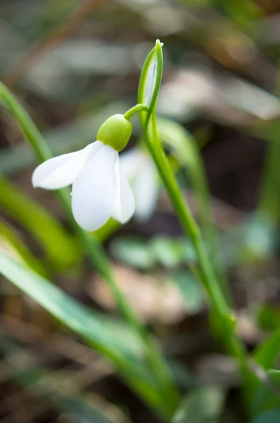 フォレスト内の最初の春の花 — ストック写真