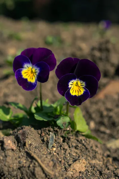 Fiori di viola tricolore — Foto Stock