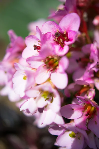 Flor de Corydalis — Foto de Stock