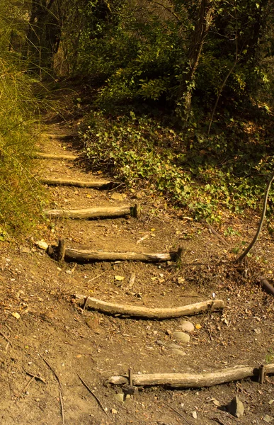 Vieille stepway forêt — Photo