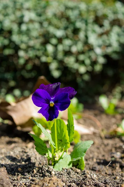 Tricolor viola flowers — Stock Photo, Image