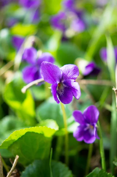 Spring time: first tricolor violas — Stock Photo, Image