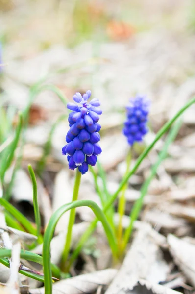 Grape Hyacinth — Stock Photo, Image