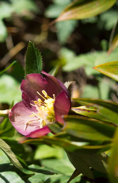 Helleborus — Stockfoto