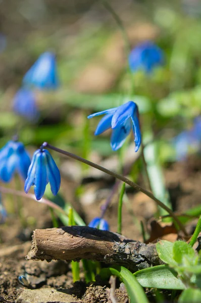 Voorjaarstijd — Stockfoto