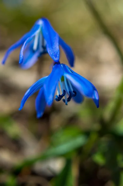 Hora da Primavera — Fotografia de Stock