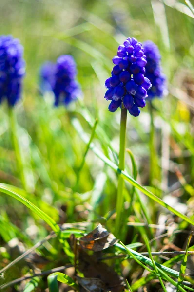 Voorjaarstijd — Stockfoto