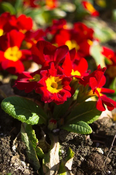 Voorjaarsbloemen — Stockfoto