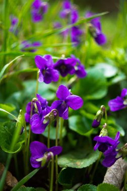 Spring time: first tricolor violas  clipart