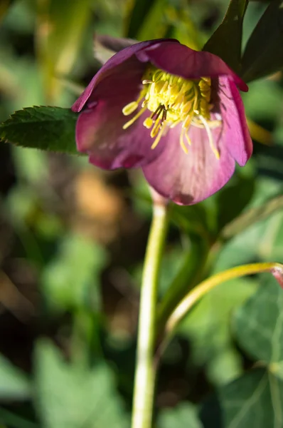 Helleborus — Foto de Stock